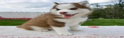 Pomsky dogs for sale: Fiona - Ad 4