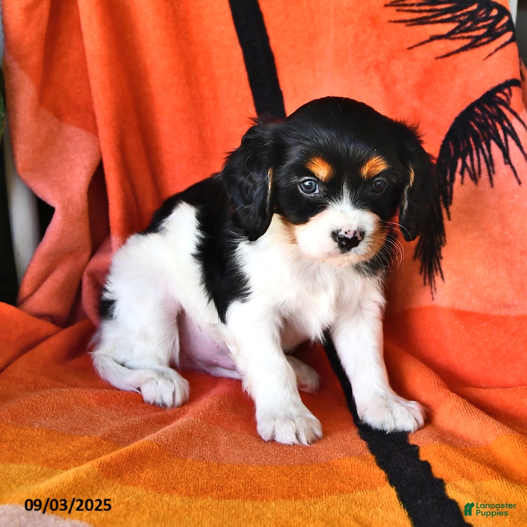 For Sale Cavalier King Charles Mix Breeds Buster For Sale In Rock