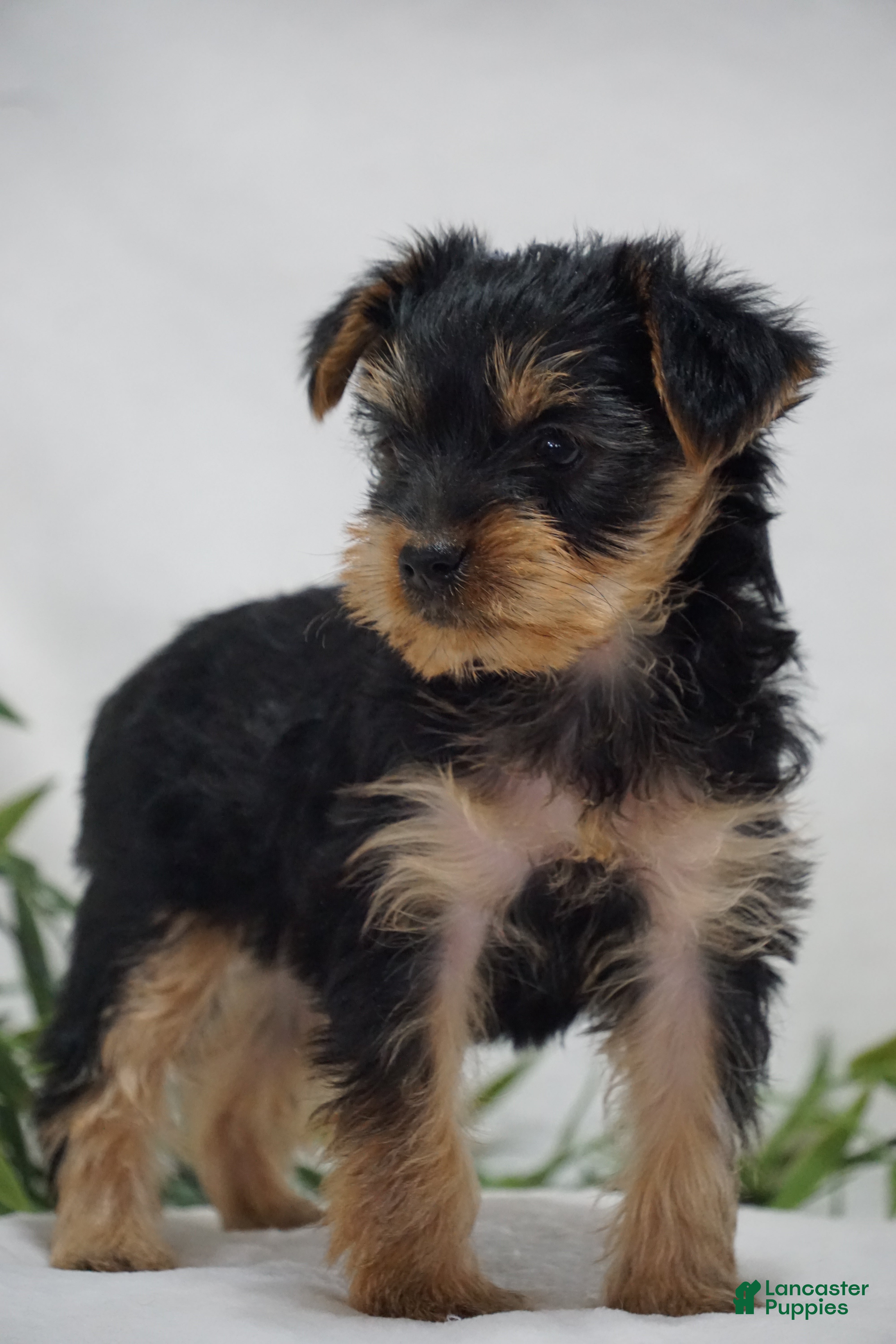 Yorkshire Terrier dogs EMERALD - Ad 2