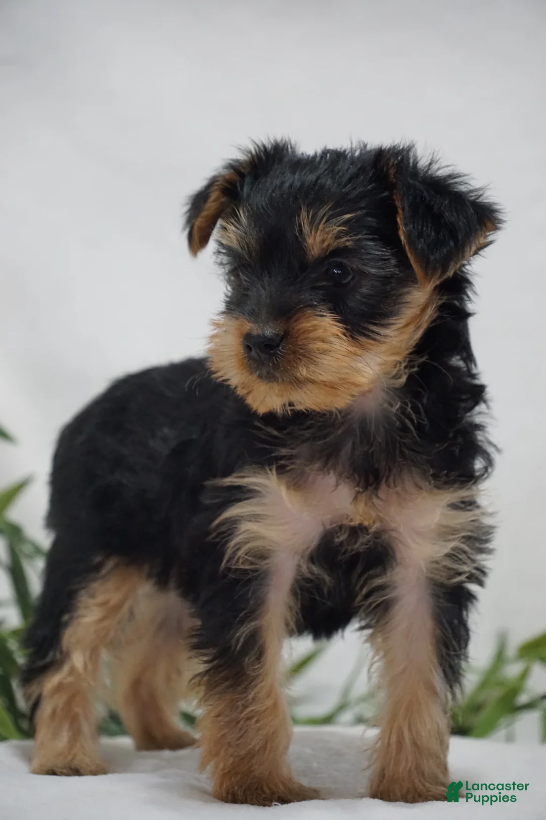 Yorkshire Terrier dogs for sale: EMERALD - Ad 2
