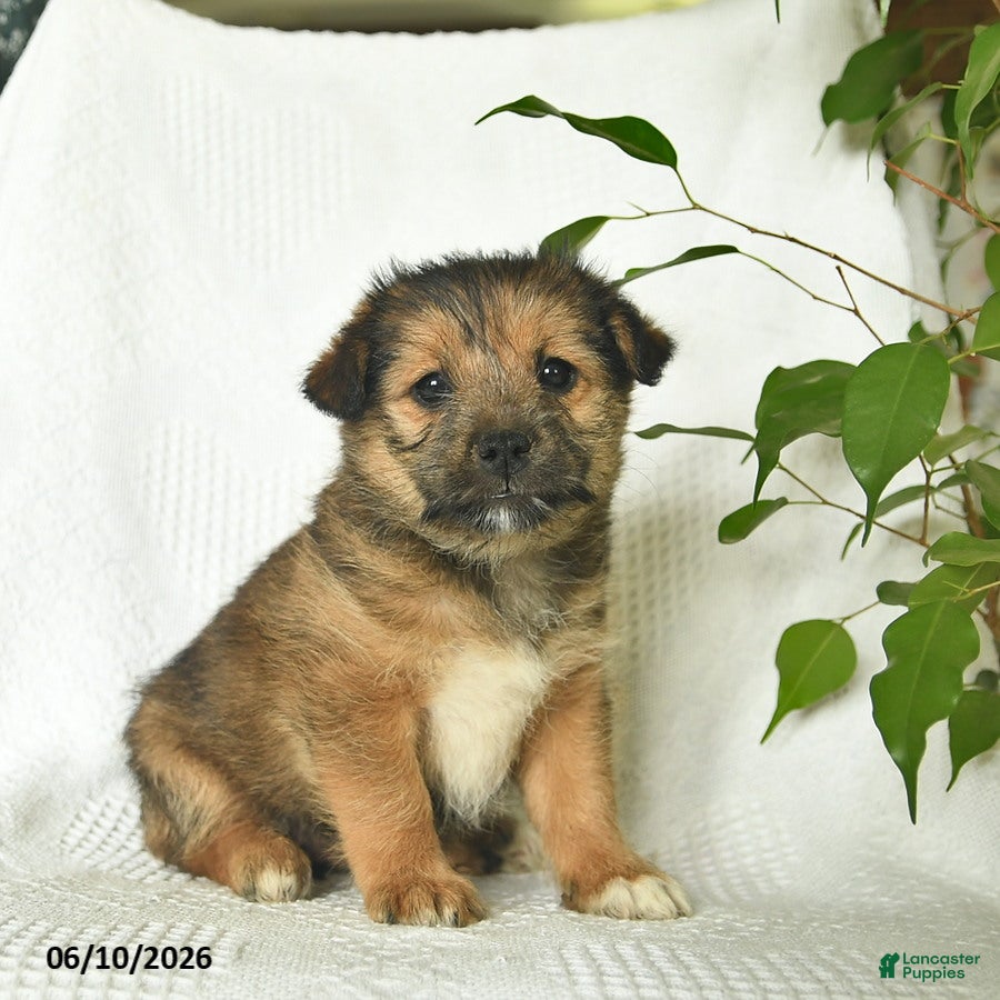 Shiba Inu dogs Rose  - Ad 2