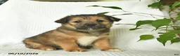 Shiba Inu dogs for sale: Rose  - Ad 2