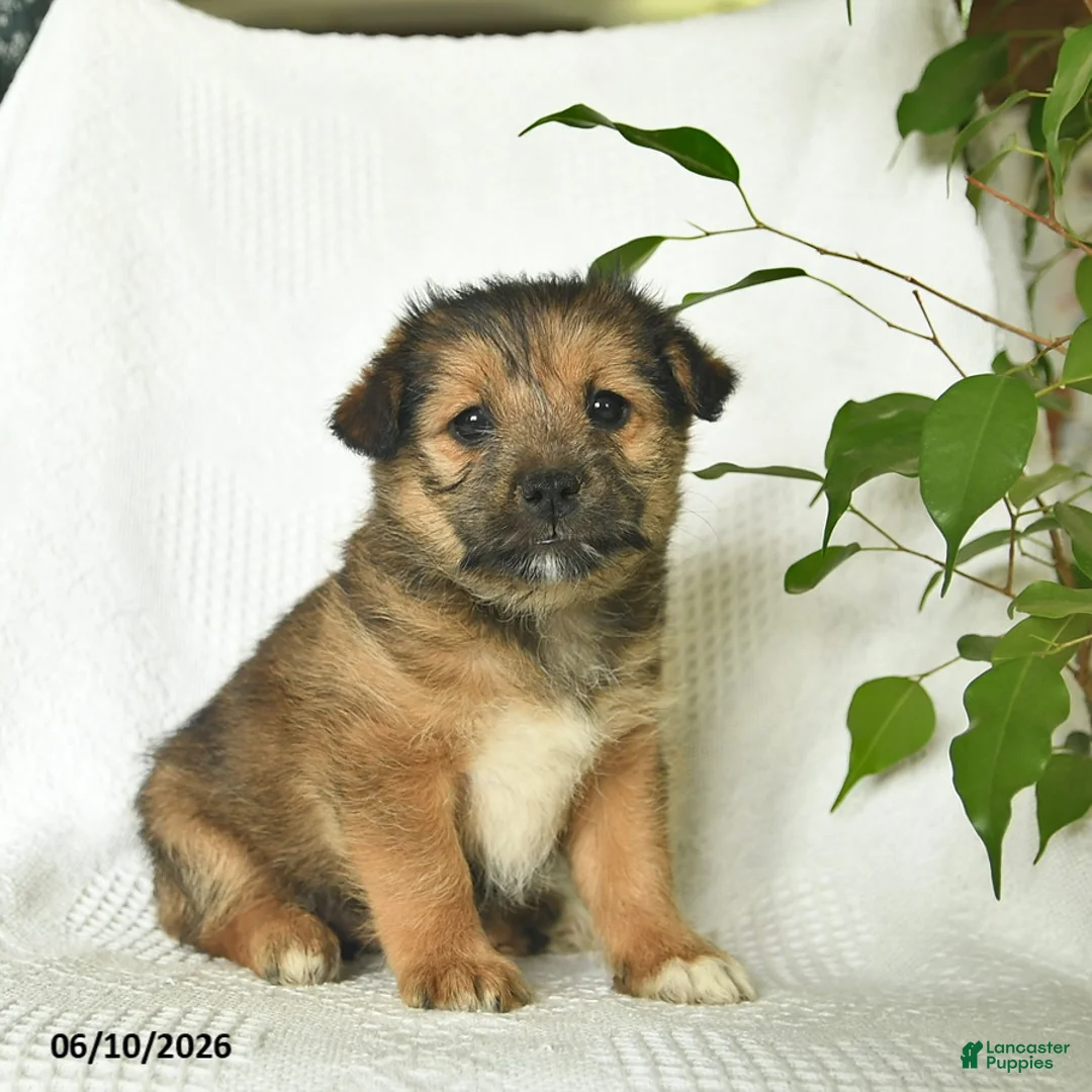 Shiba Inu dogs for sale: Rose  - Ad 2