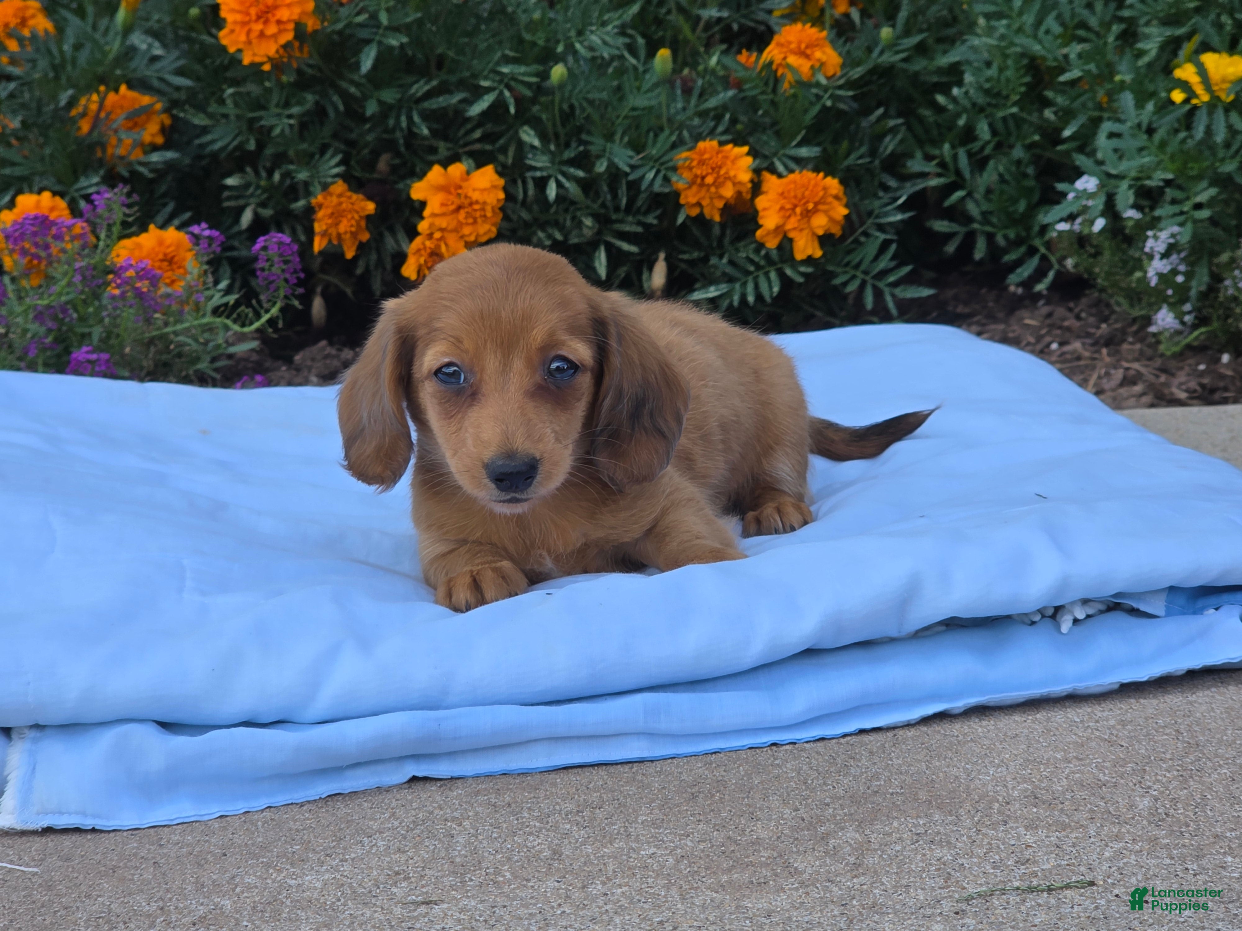 Miniature Dachshund dogs Luna - Ad 2