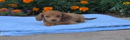 Miniature Dachshund dogs for sale: Luna - Ad 2