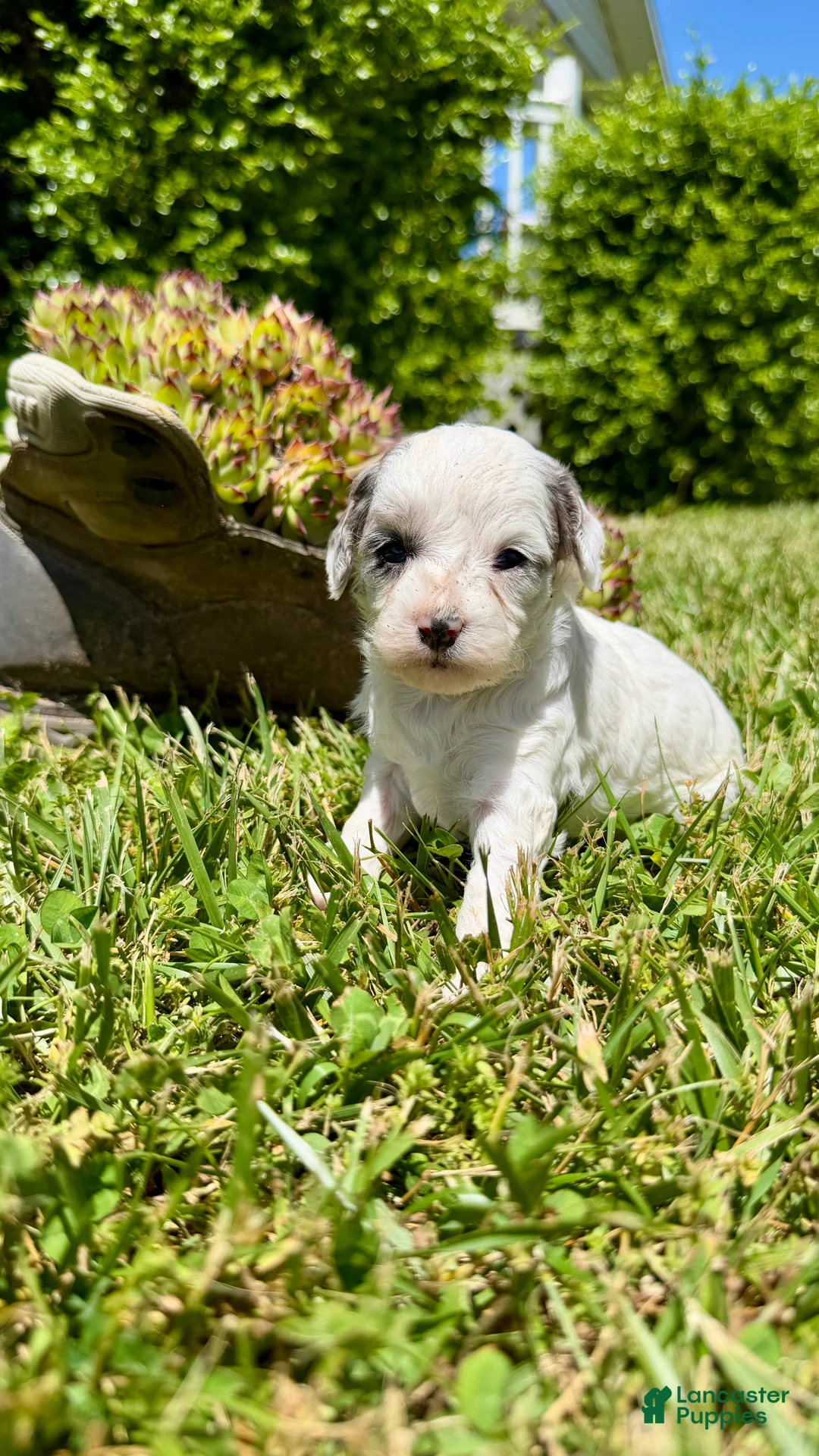 Cavapoo dogs for sale: Zayla - Ad 2
