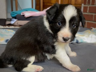 Mixed Breed dogs Zigity L - Ad 9