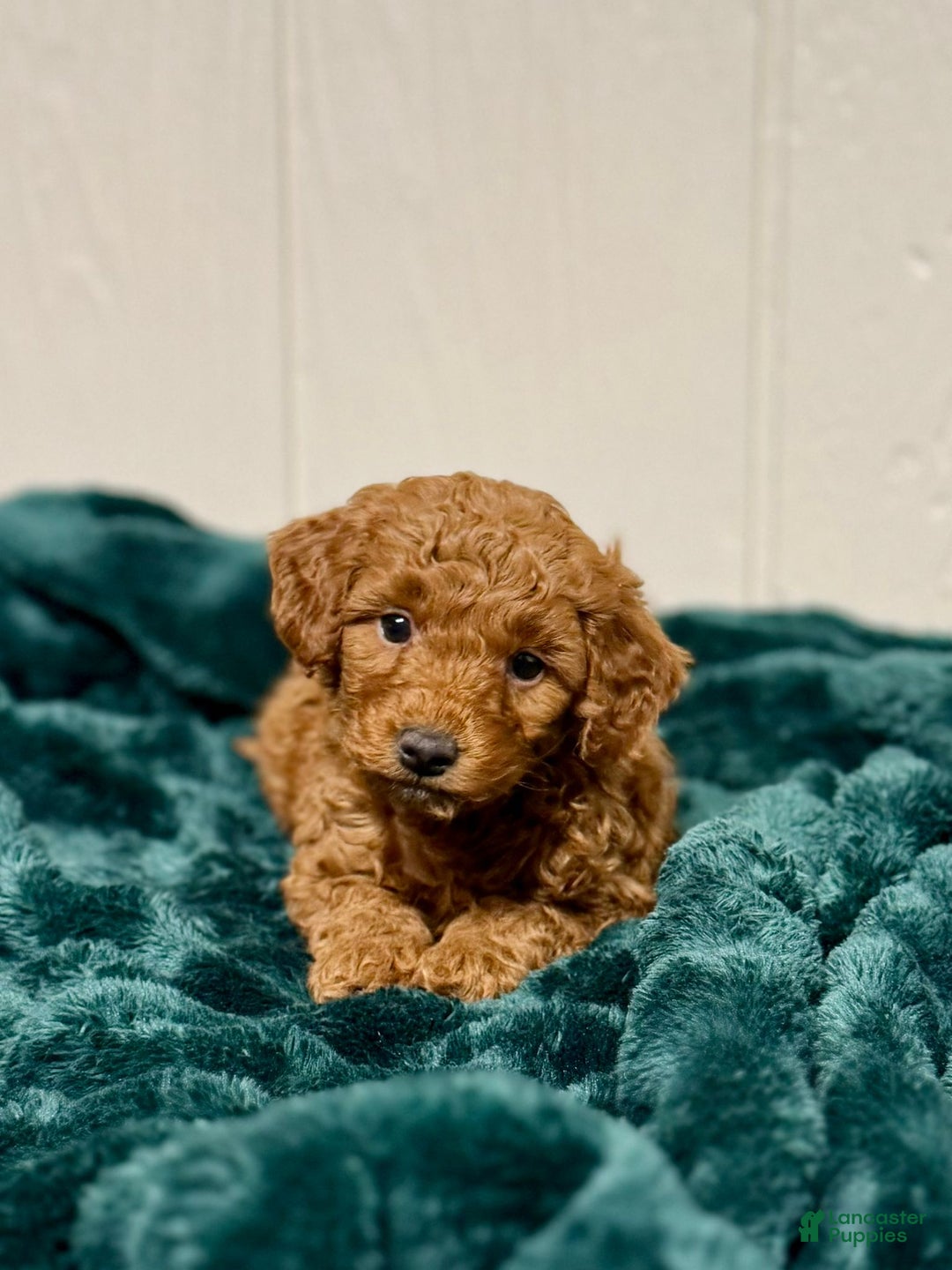 Mini Goldendoodle dogs for sale: Noel - Ad 4