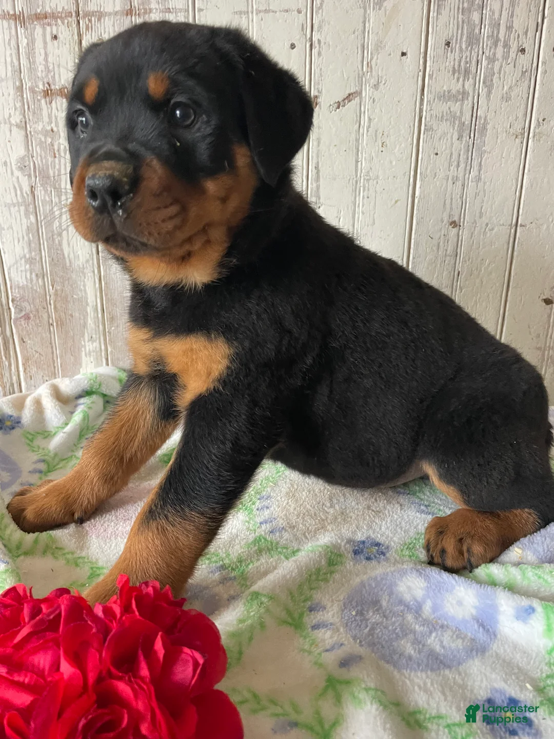 Rottweiler dogs for sale: Wolfgang - Ad 2
