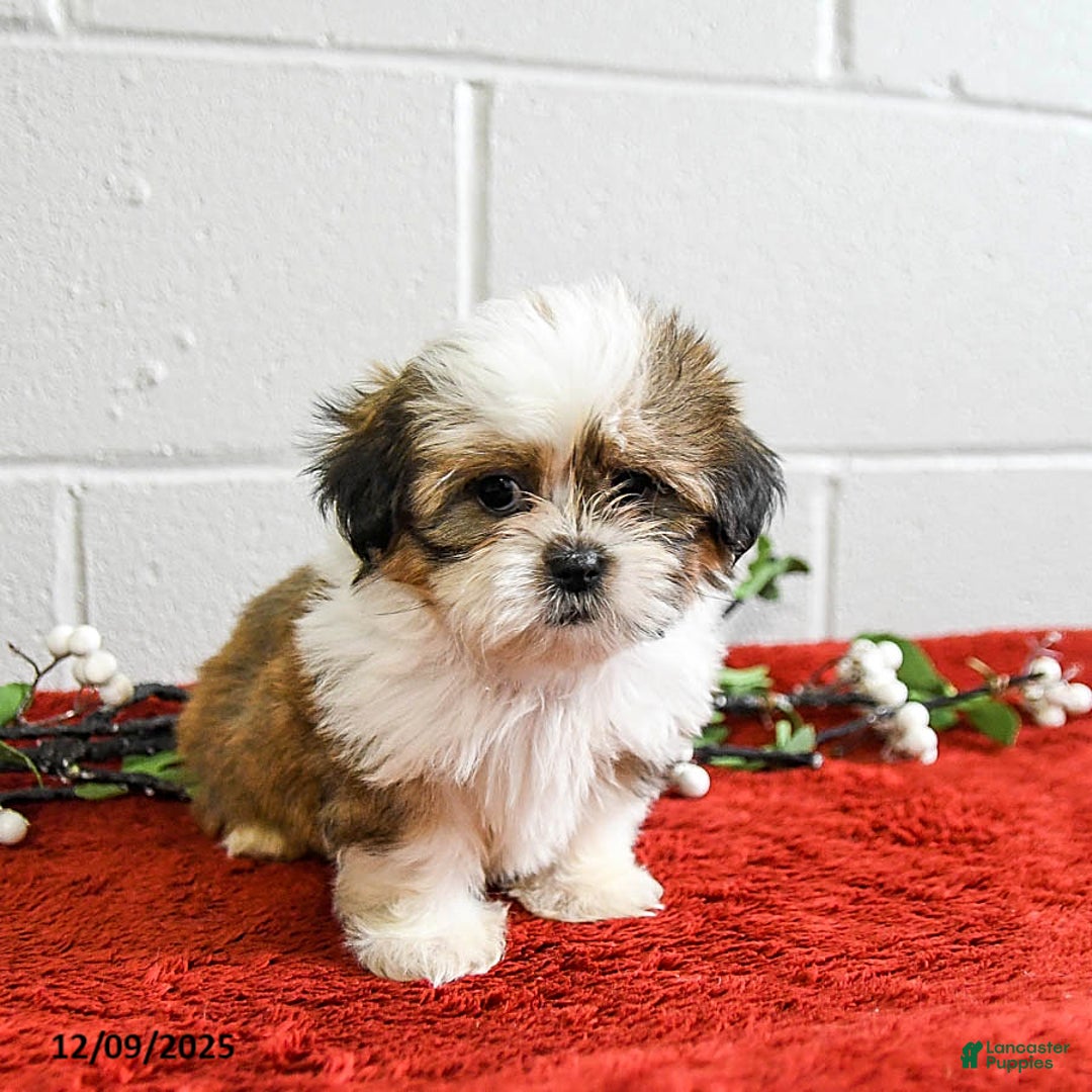 Shih Tzu dogs for sale: Holly - Ad 3
