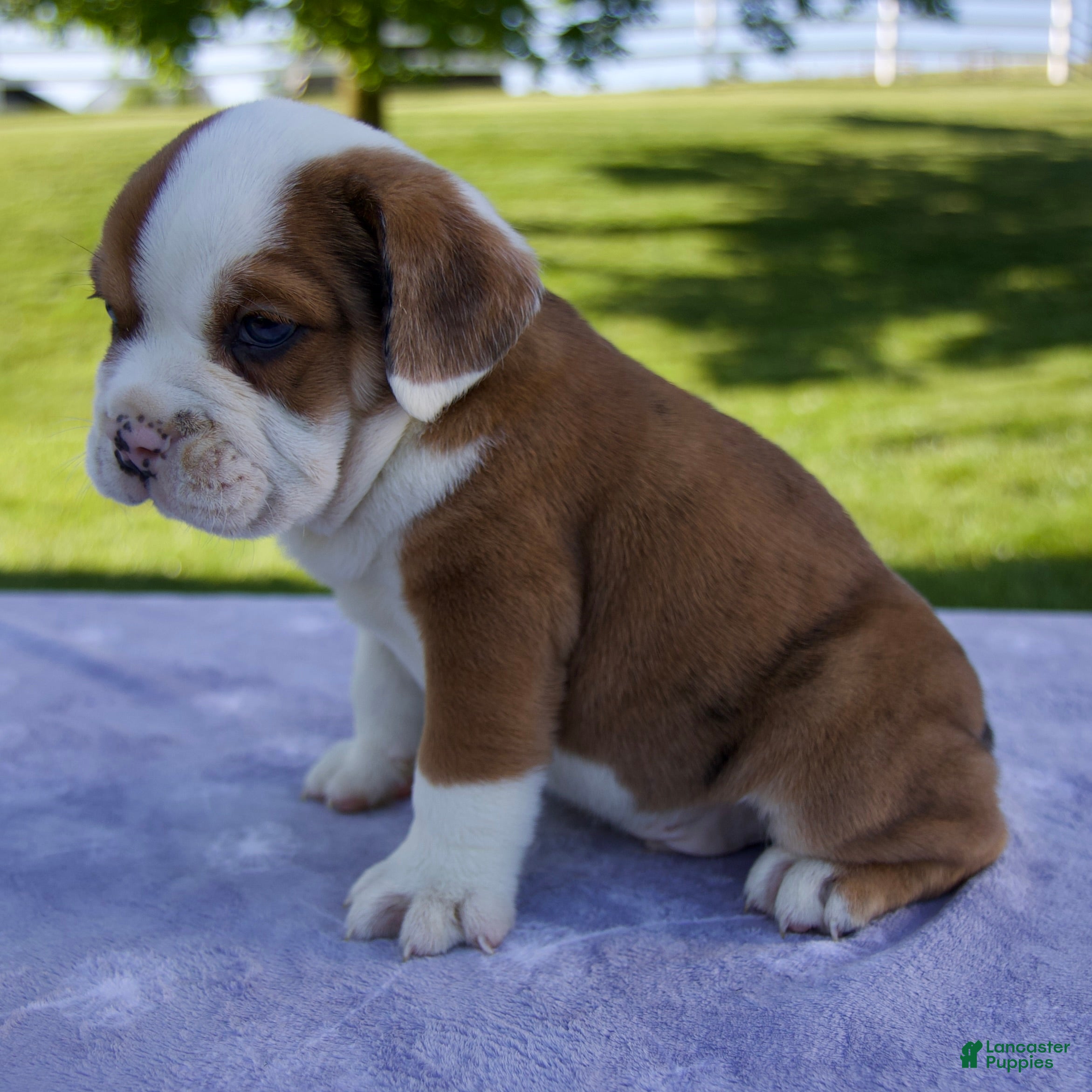 Beabull dogs for sale: Cole - Ad 3