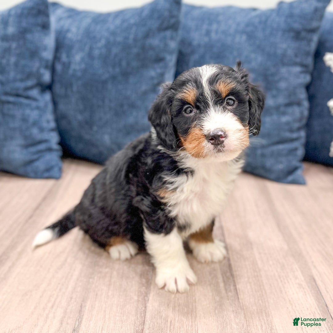 Mini Bernedoodle dogs for sale: Colt - Ad 7