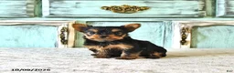Yorkshire Terrier dogs for sale: Penny - Ad 3