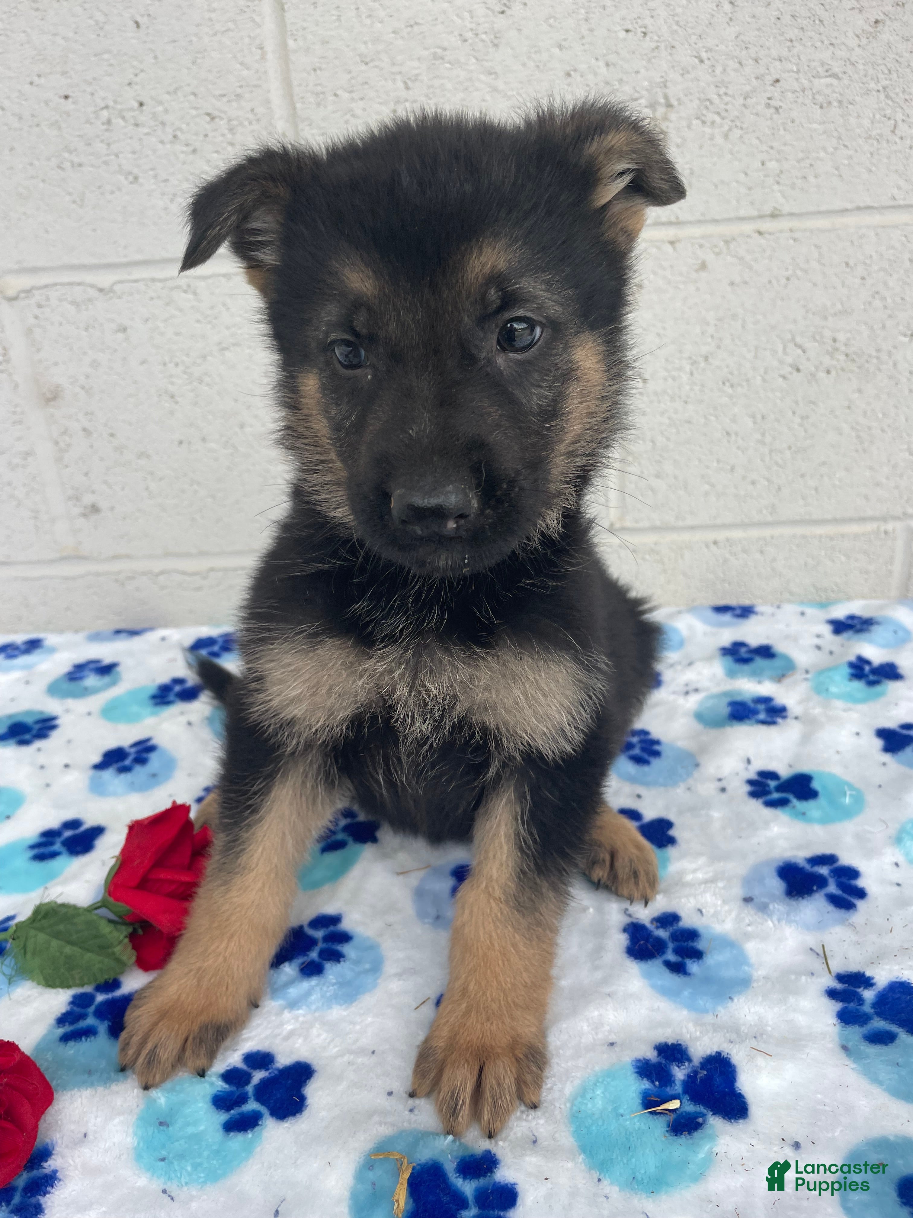 German Shepherd dogs Jackson - Ad 4