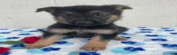 German Shepherd dogs for sale: Jackson - Ad 1