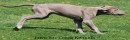 Great Dane dogs for sale: Great Dane Puppy 2 - Ad 4
