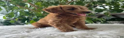Mini Goldendoodle dogs for sale: Carly - Ad 4