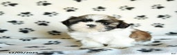 Shih Tzu dogs for sale: Pretzel - Ad 5