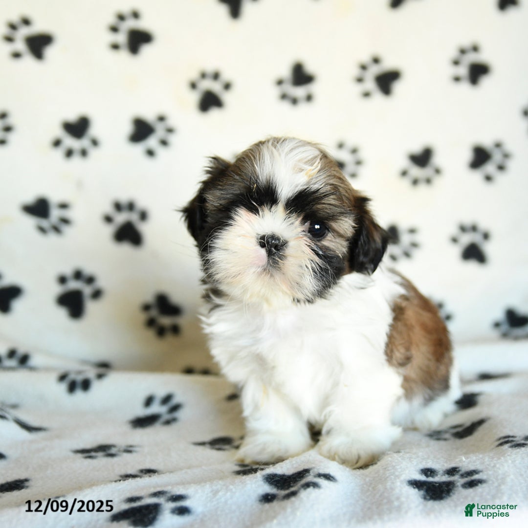 Shih Tzu dogs for sale: Pretzel - Ad 5
