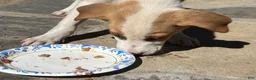 Mixed Breed dogs for sale: Mixed Breed puppy #3 - Ad 3