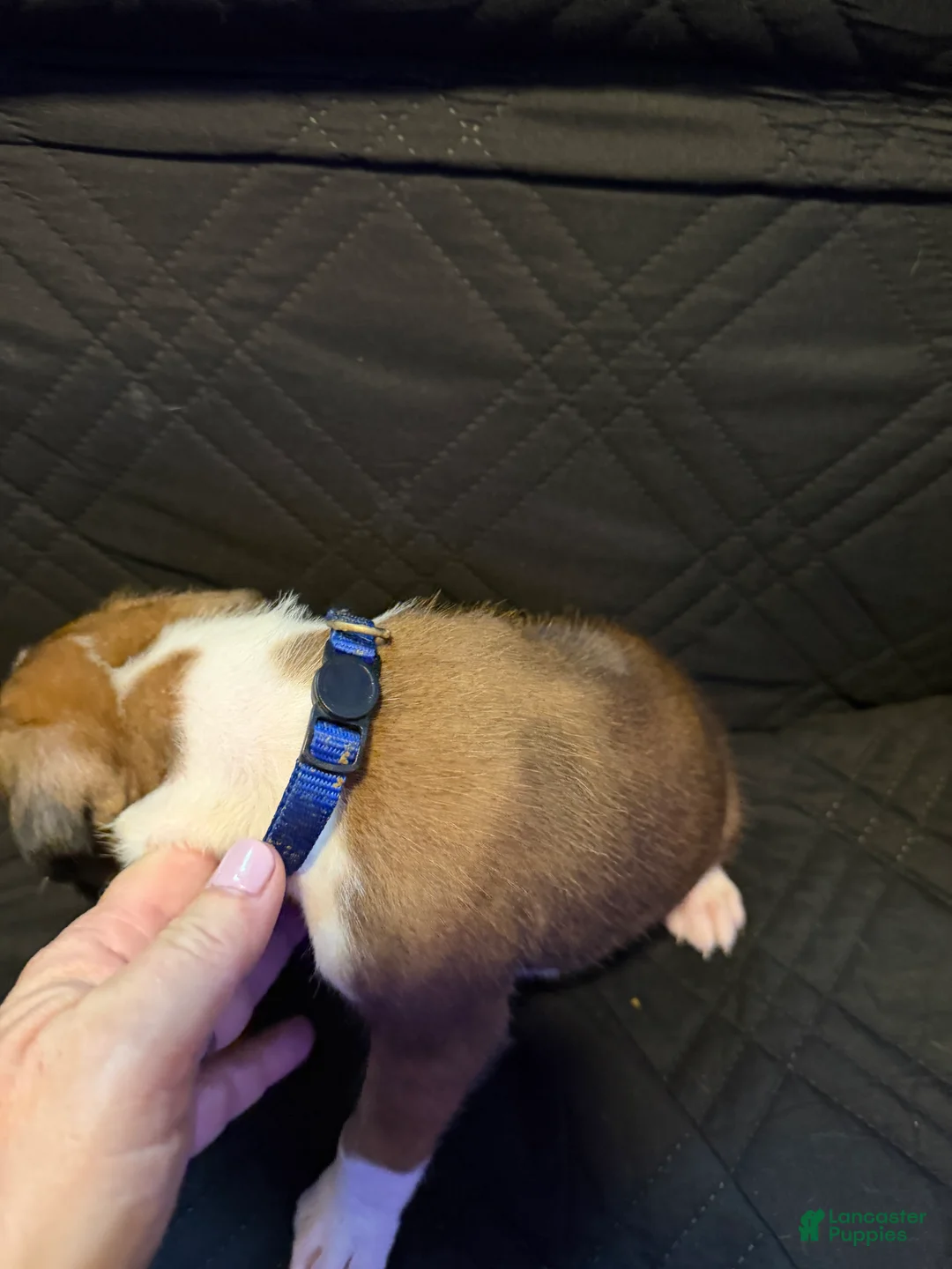 Boxer dogs for sale: Maui - Ad 2