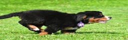 Bernese Mountain Dog dogs for sale: Nora - Ad 12