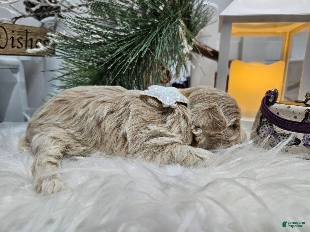 Maltipoo dogs for sale: Maltipoo Sylvian - Ad 4