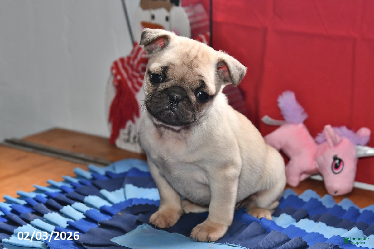 Pug dogs Valentina - Ad 2