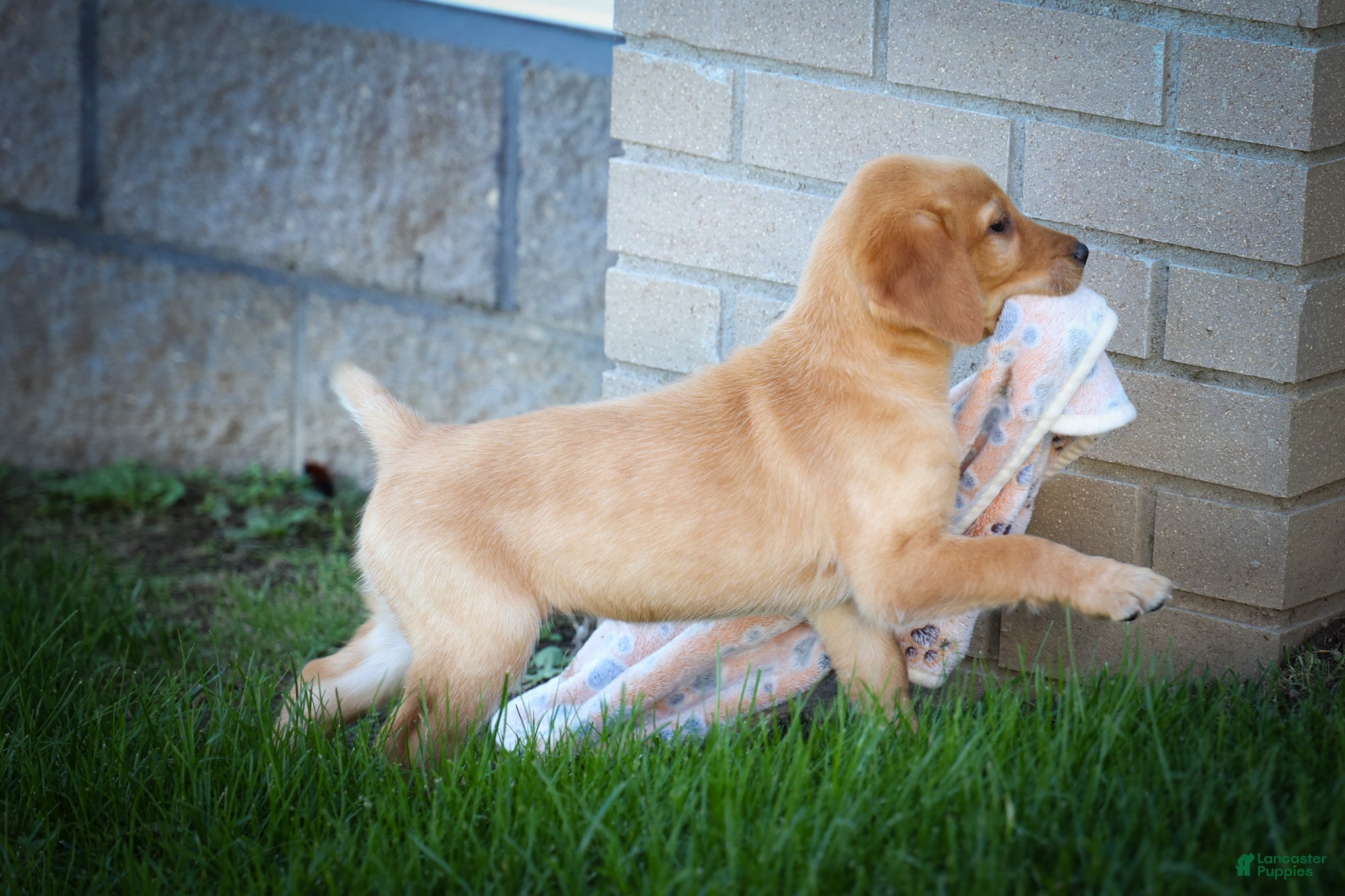 Labrador Retriever dogs NALA - Ad 1
