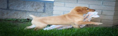 NALA