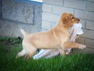 Labrador Retriever dogs NALA - Ad 1
