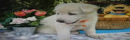 German Shepherd dogs for sale: German Shepherd 5 Snowball - Ad 4