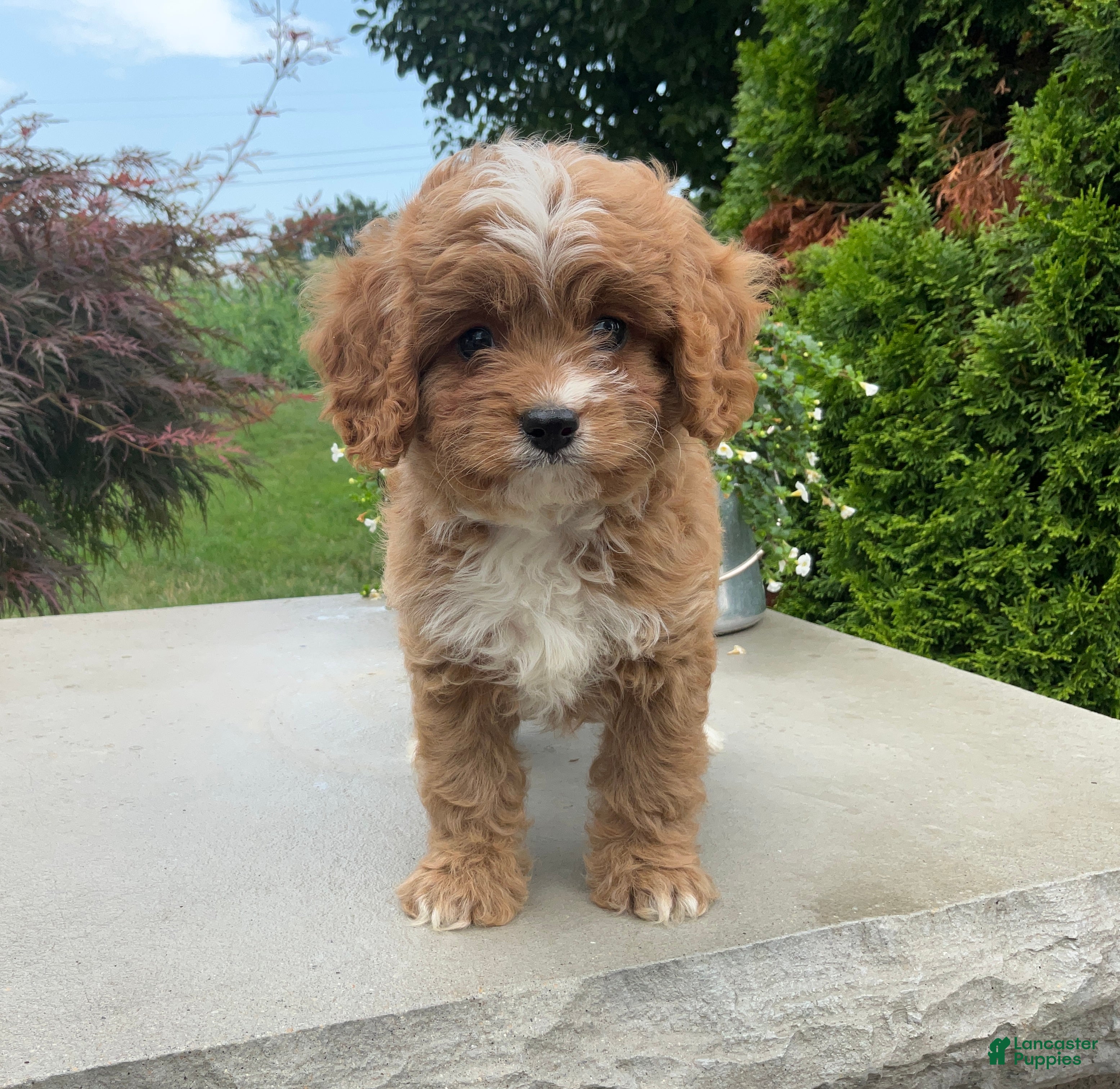 Cavapoo dogs Andy - Ad 2