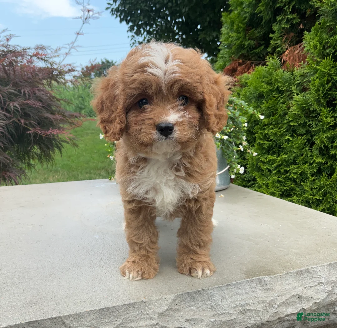 Cavapoo dogs for sale: Andy - Ad 2