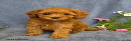 Cavapoo dogs for sale: Tessa - Ad 1