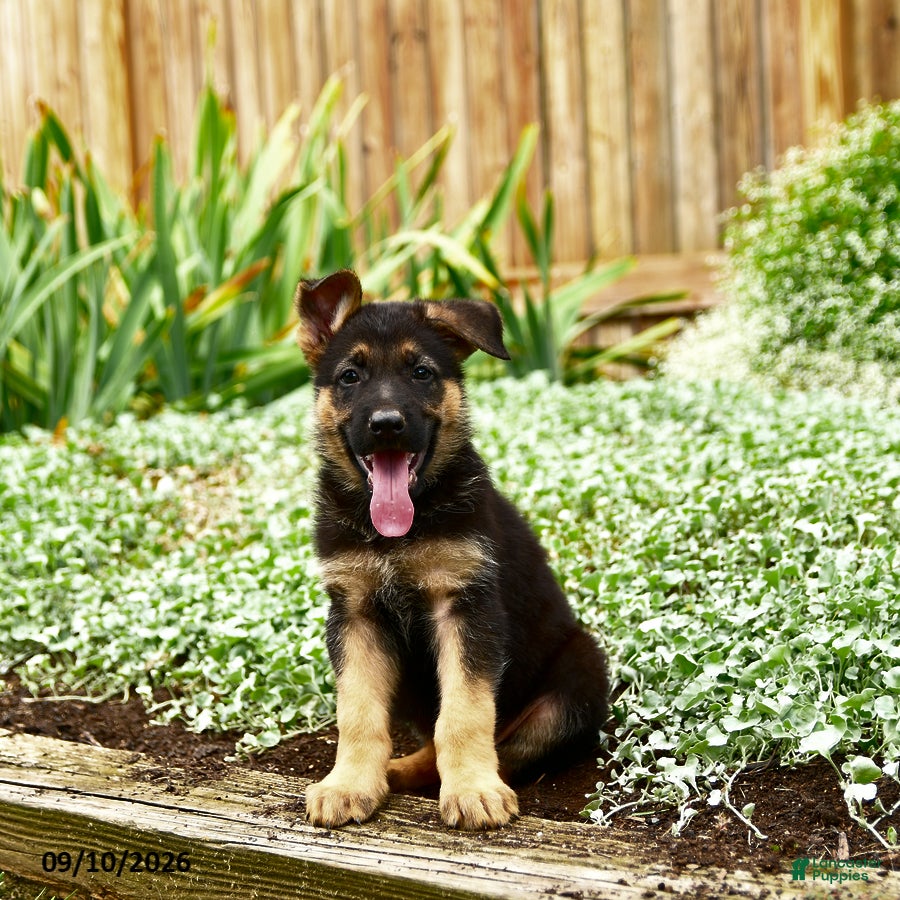German Shepherd dogs Van   - Ad 1