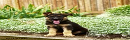 German Shepherd dogs for sale: Van   - Ad 1