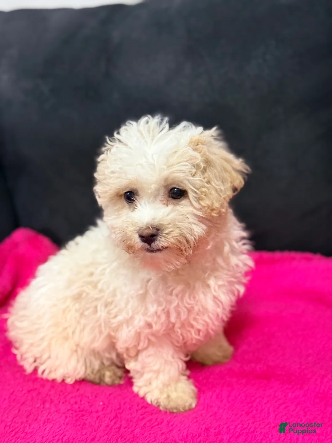 Mini Goldendoodle dogs for sale: Mini Goldendoodle Puppy 3 - Ad 1