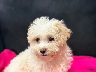 Mini Goldendoodle dogs Mini Goldendoodle Puppy 3 - Ad 19