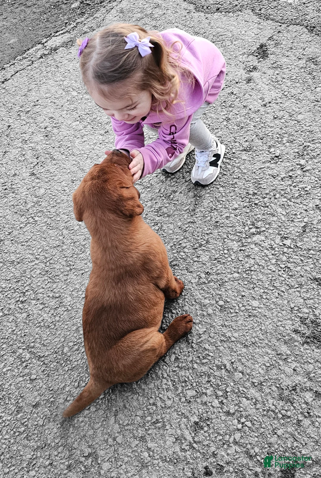 Labrador Retriever dogs for sale: Ashley - Ad 1