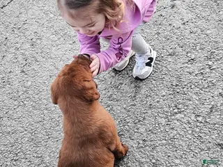 Labrador Retriever dogs for sale: Ashley - Ad 1