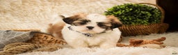 Shih Tzu dogs for sale: Bud - Ad 3