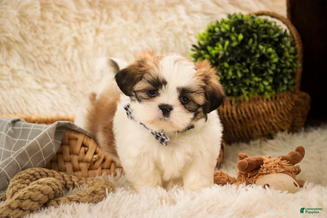 Shih Tzu dogs for sale: Bud - Ad 3