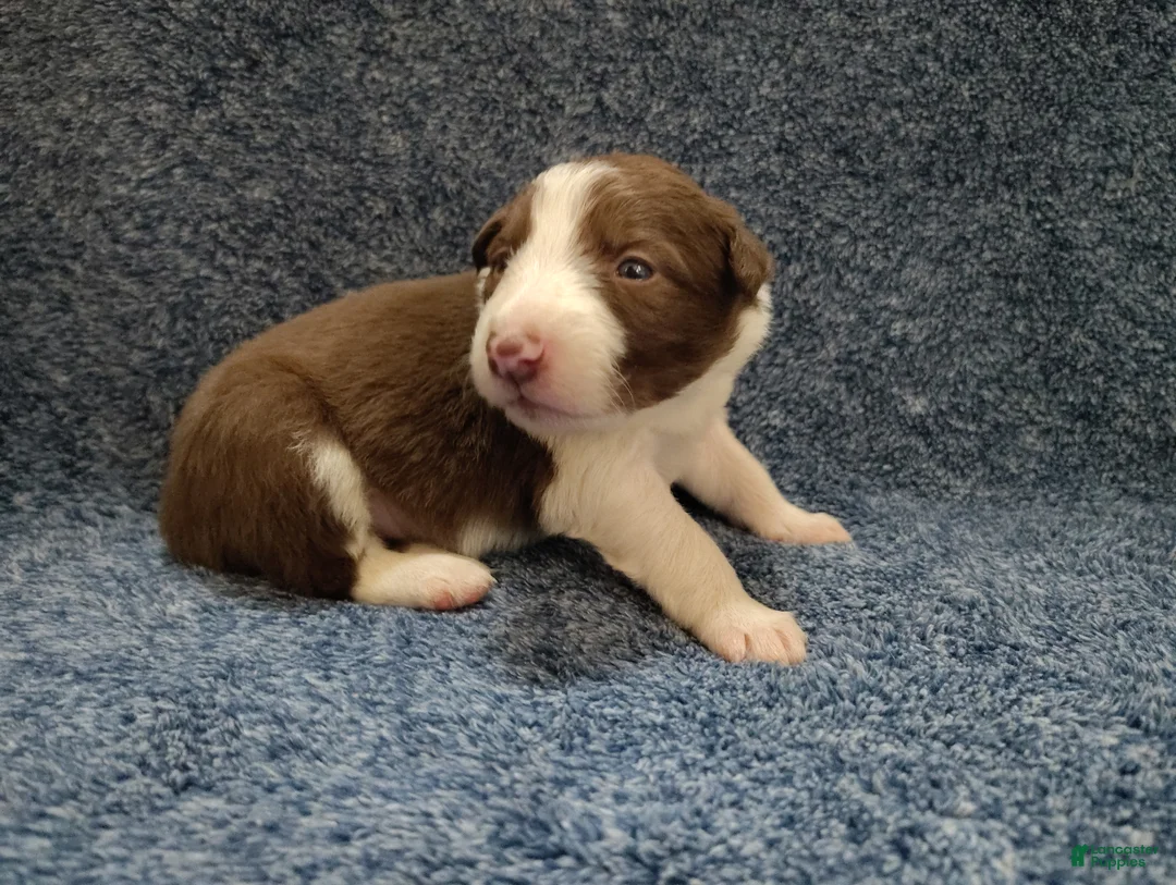 Border Collie dogs for sale: Atticus  - Ad 4