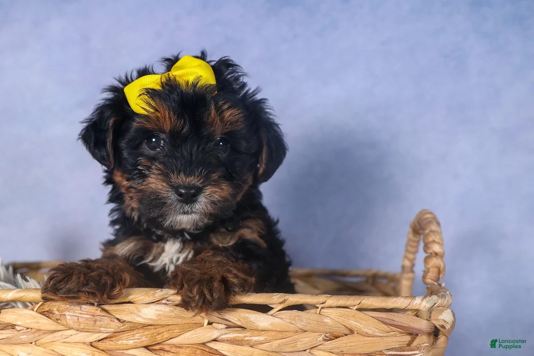 Yorkiepoo dogs for sale: JUDY - Ad 5