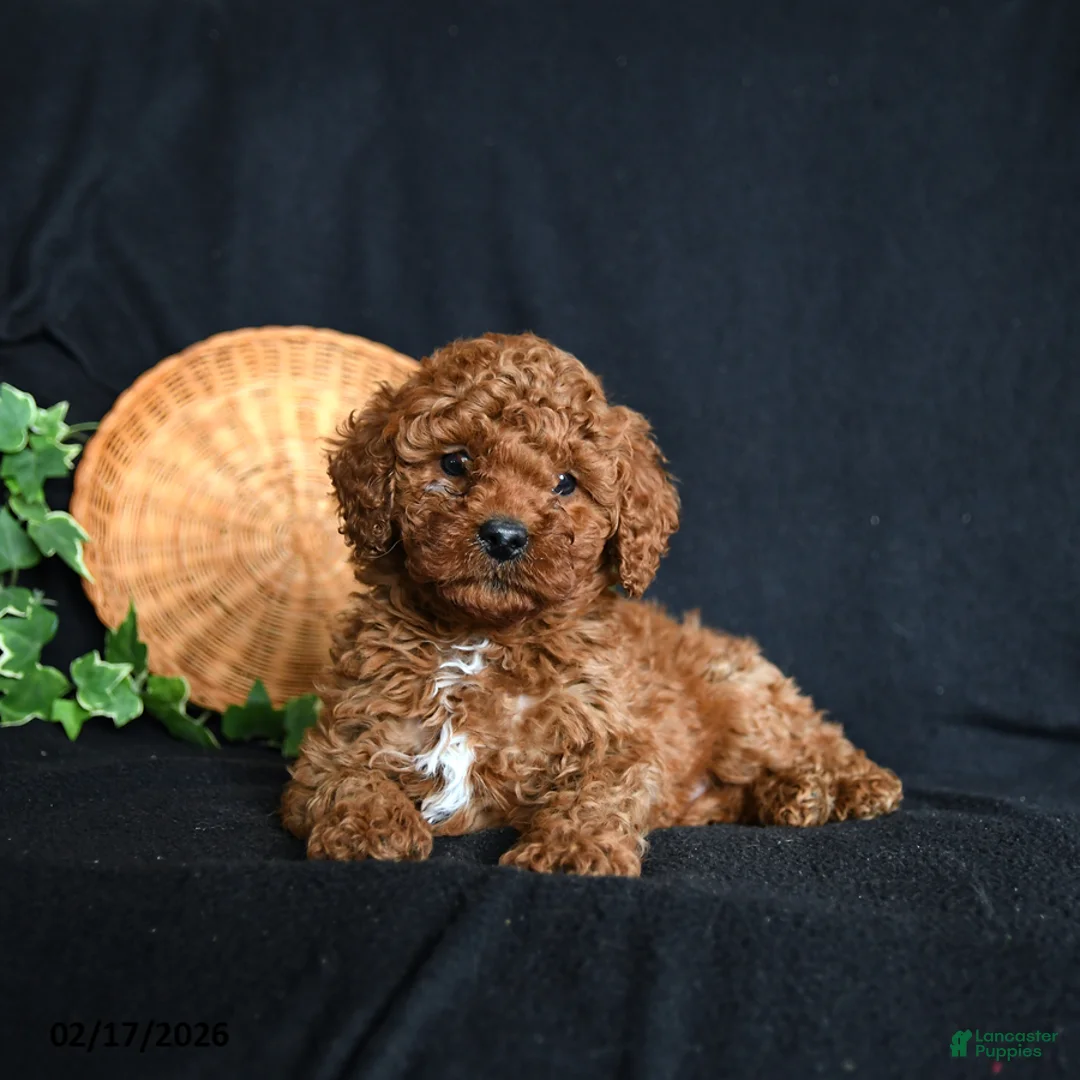 Toy Poodle dogs for sale: Scout - Ad 4