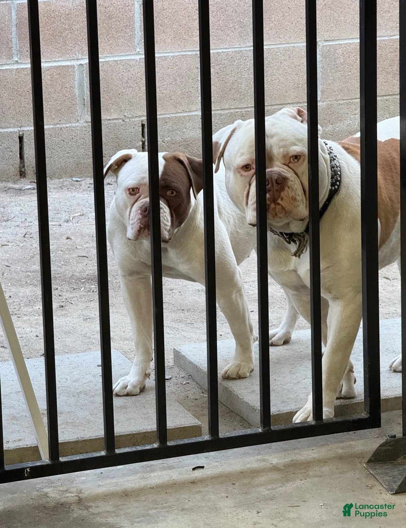 American Bulldog dogs American Bulldog Puppy 6 - Ad 2