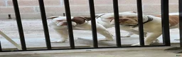 American Bulldog dogs for sale: American Bulldog Puppy 8 - Ad 2