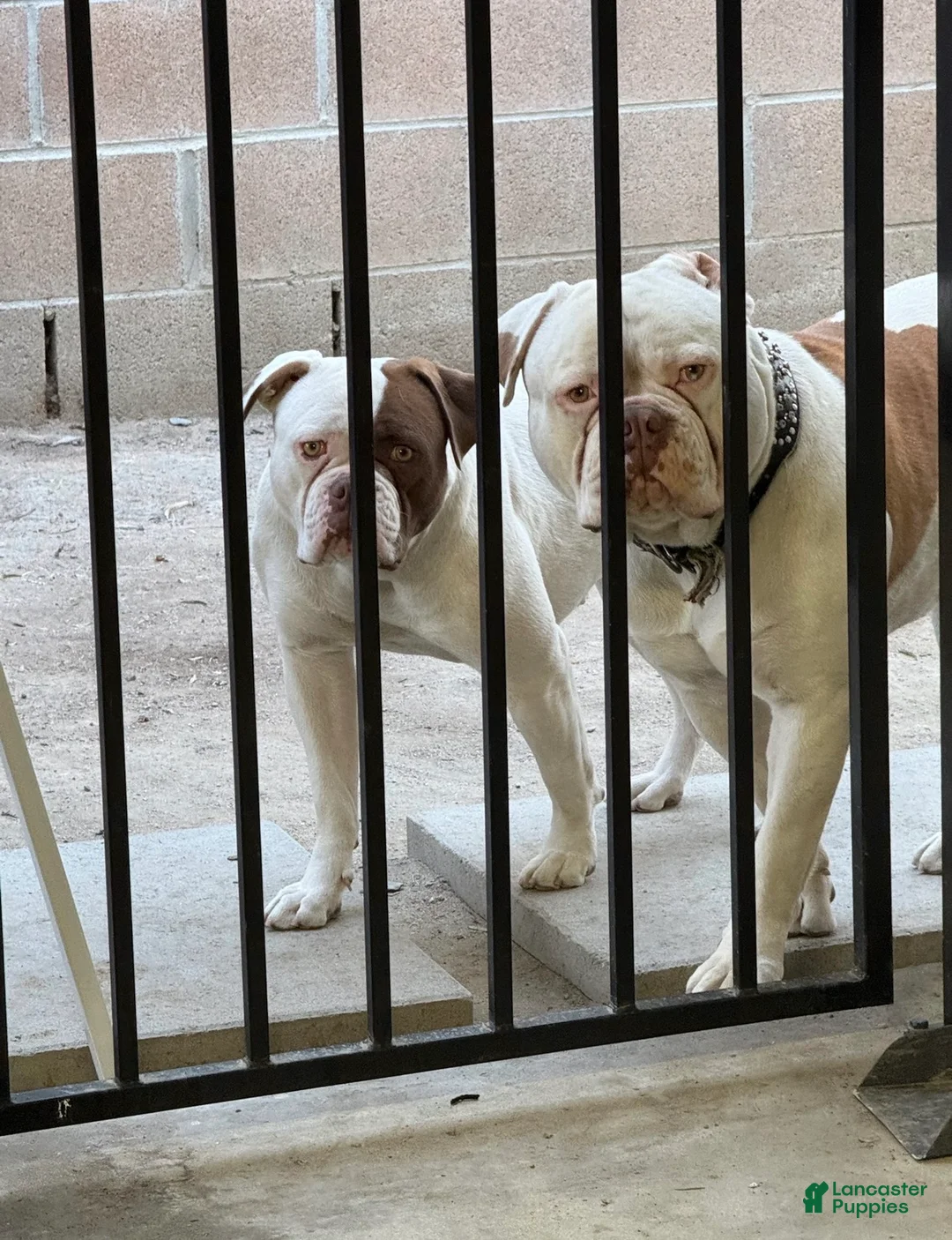 American Bulldog dogs for sale: American Bulldog Puppy 8 - Ad 2