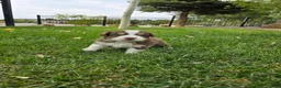 Australian Shepherd dogs for sale: Bruno Red tri - Ad 3